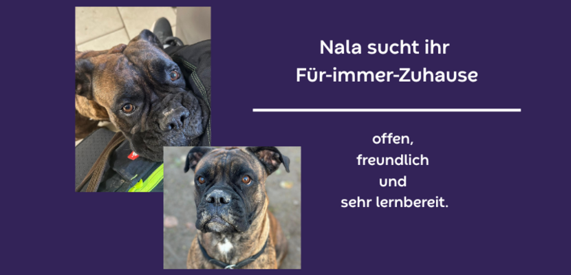 vermittlung nala hintergrund gr n 1