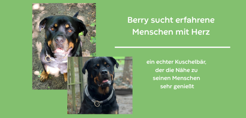 vermittlung berry hintergrund gr n 1