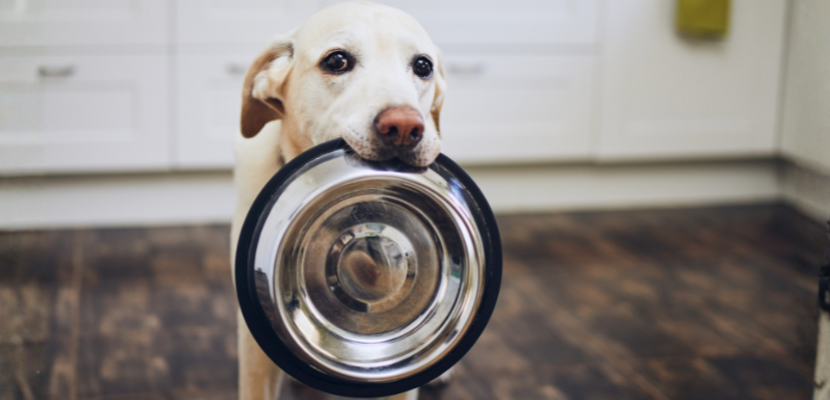 Fundtiere Halberstadt © Canva