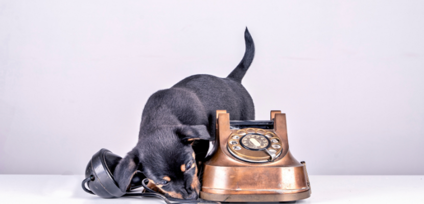 Fundtiere Halberstadt © Canva