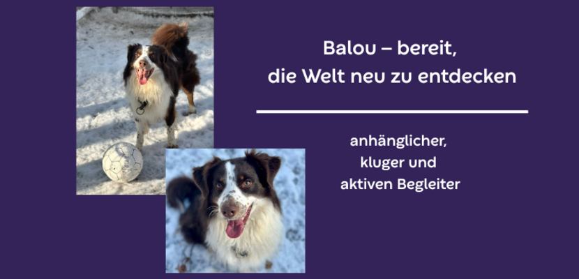 vermittlung balou hintergrund lila