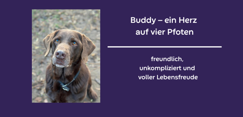 vermittlung buddy hintergrund lila