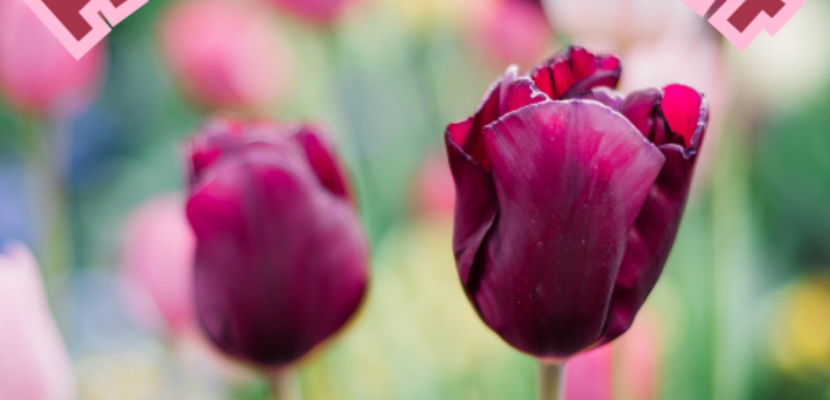 VA Frühlingskonzert