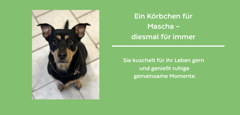 vermittlung mascha hintergrund gr n