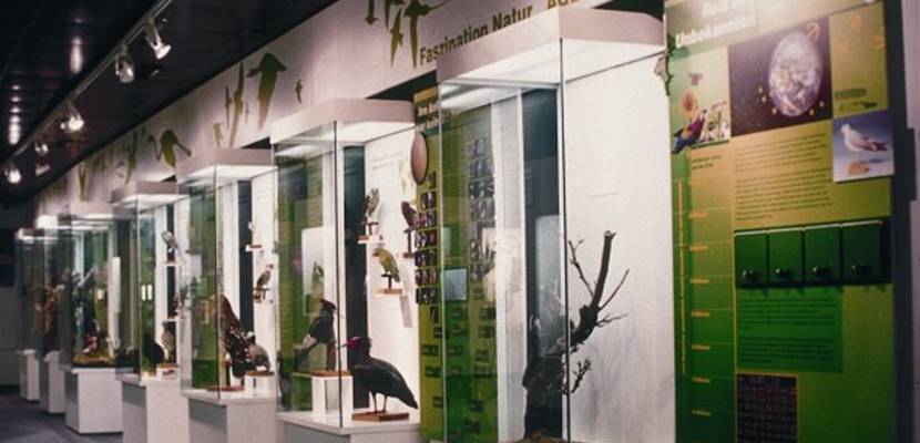 Das Vogelkundemuseum Heineanum