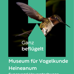Abendveranstaltungen vom Museum Heineanum 2025
