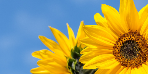 Sommerfest