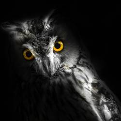 Halloween Tiergarten Halloween Tiergarten